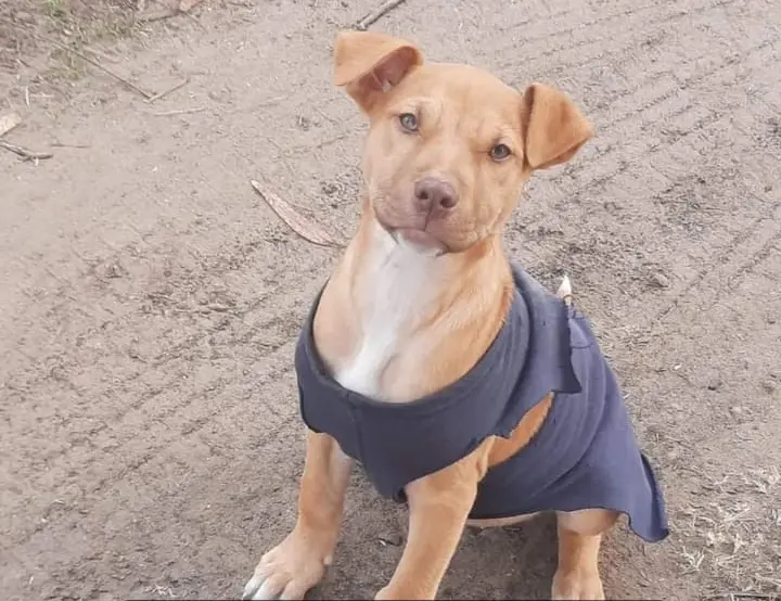 Perro robado