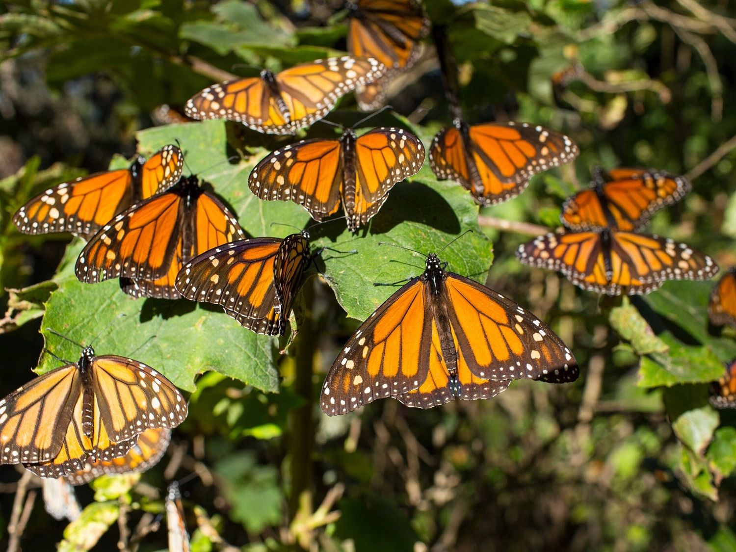 Se duplicó la presencia de mariposas Monarca en los bosques mexicanos