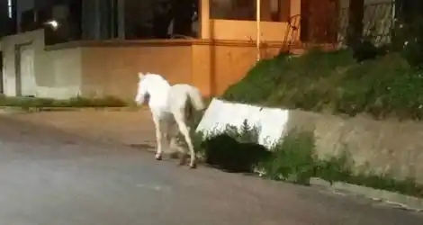 Siguen los caballos sueltos