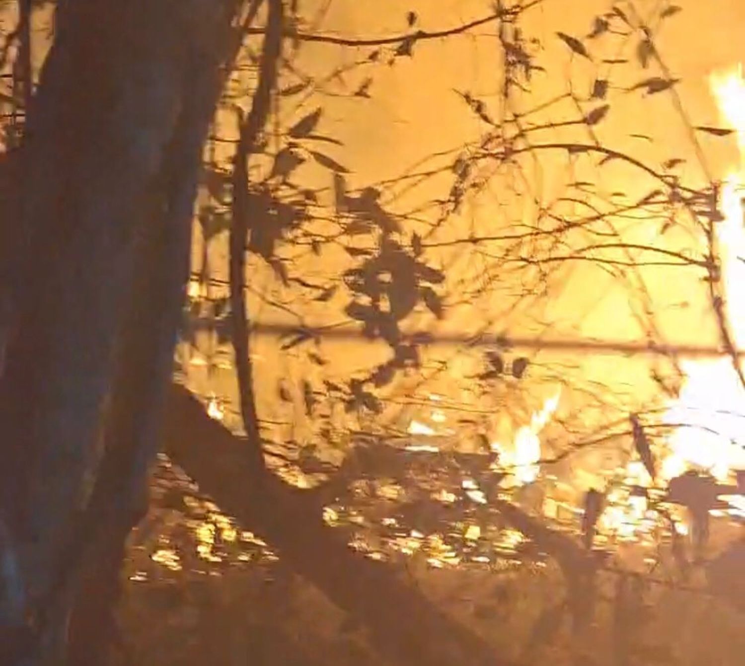 Varias dotaciones de Bomberos trabajaron para sofocar un incendio forestal