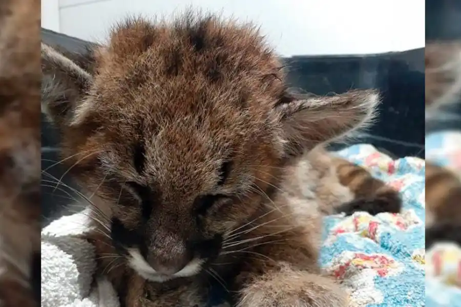 Encontraron un cachorro de puma en la región: está herida y lucha por su vida