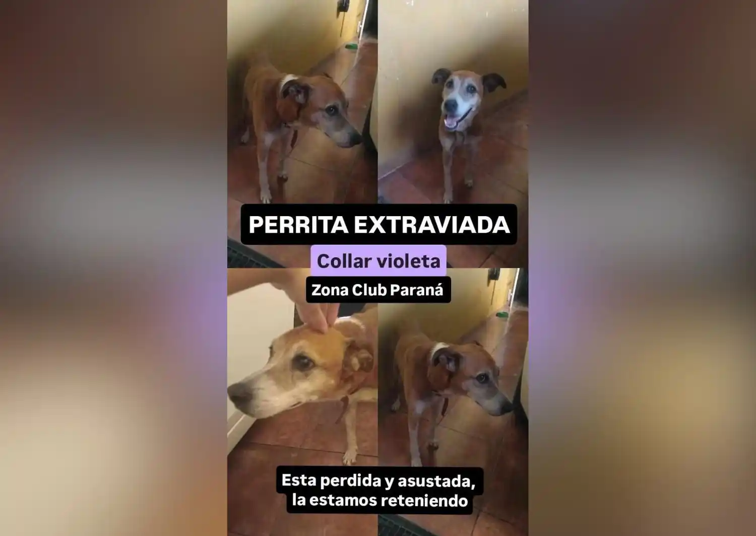 Encontraron una perrita y buscan a sus dueños