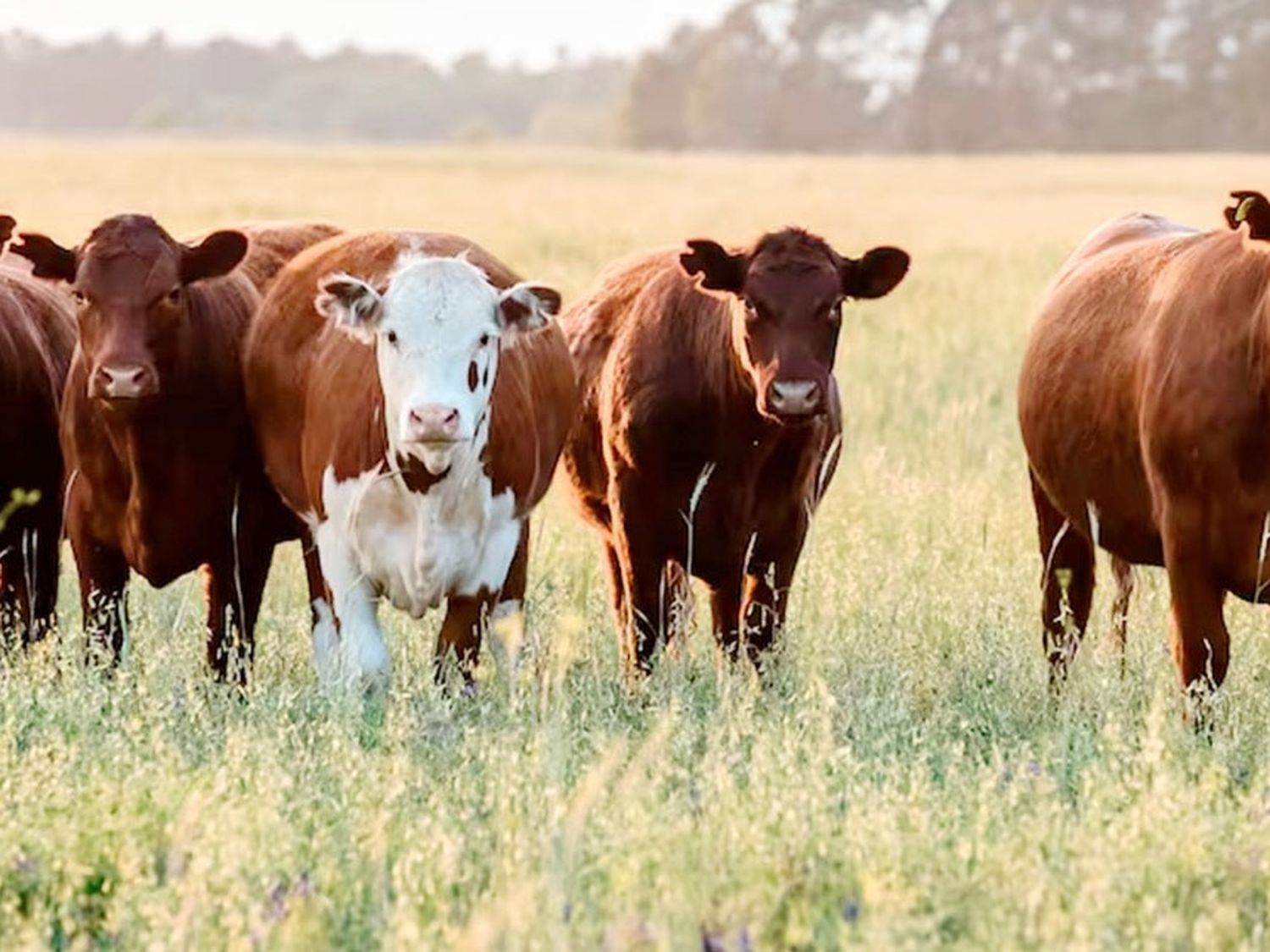 Estafa millonaria: investigan un esquema Ponzi con “vacas virtuales”