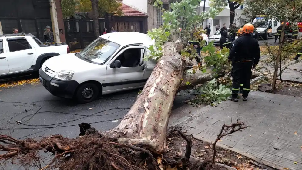 El conductor del auto al que se le cayó un árbol pide a la Municipalidad que le reponga el vehículo