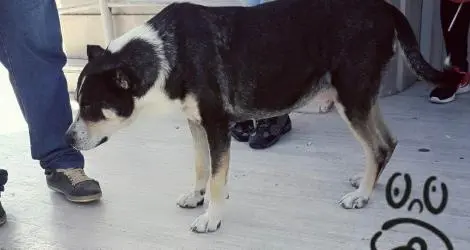 Piden medidas contra perro que muerde en la zona céntrica