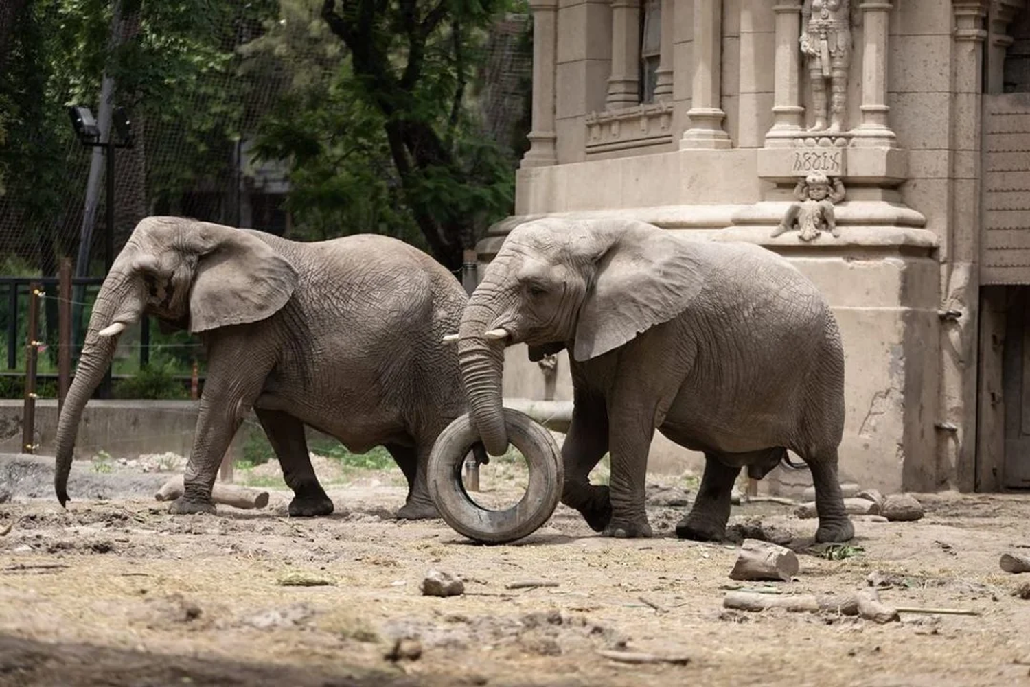 elefantes Kuki en buenos aires palermo ecoparque