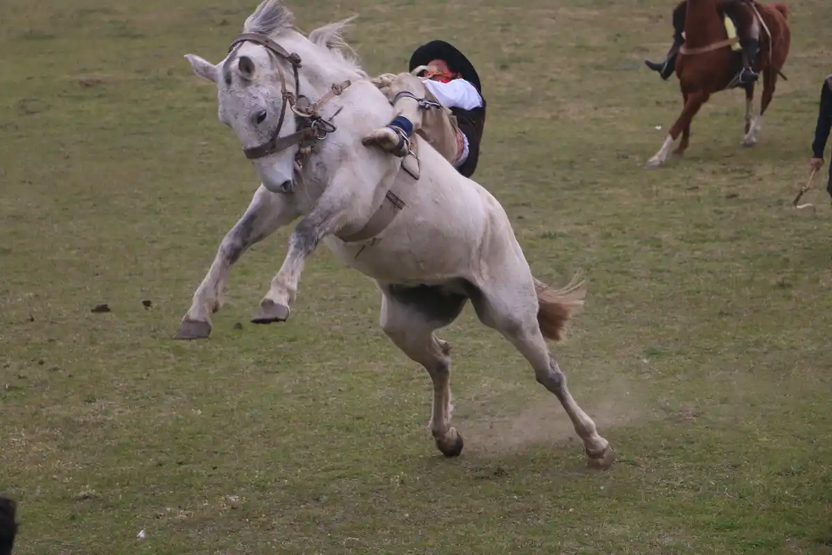 Tradicionalistas defienden las jineteadas y se oponen a la nueva Ley de maltrato animal