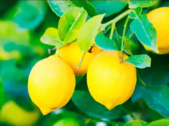 Las exportaciones argentinas de limones marcaron un récord en el primer cuatrimestre
