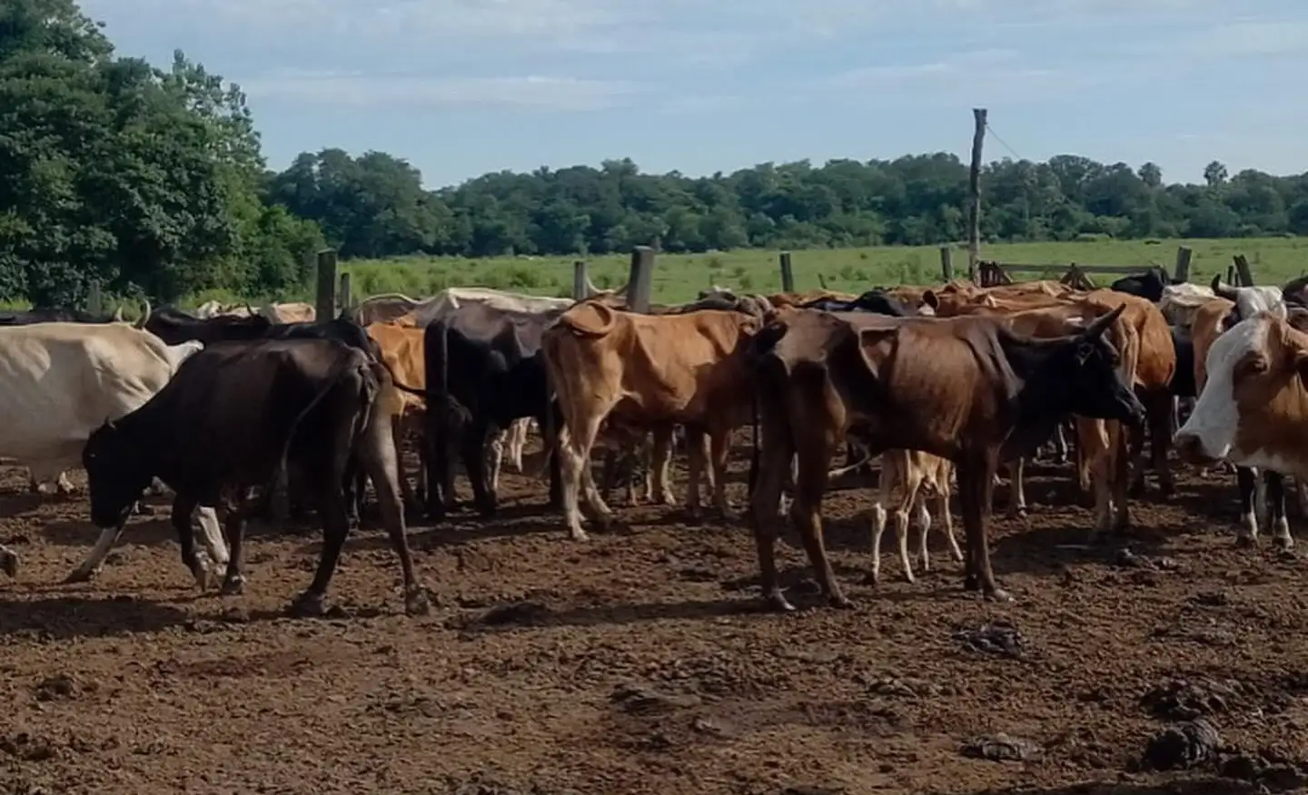 Vacunación contra Rabia Paresiante para Pequeños Productores en El Colorado