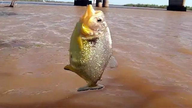 La palometa: cómo y por qué ataca el pez de río que es pariente de la piraña