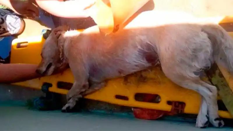 Dejó su perro encerrado en un auto y el animal murió sofocado