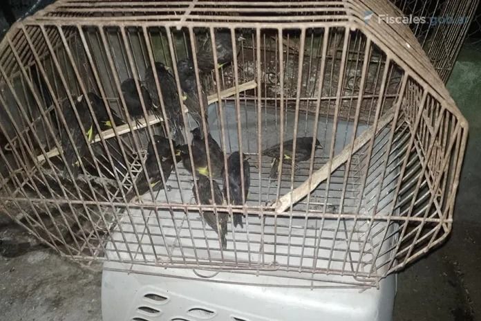 La Justicia Federal de Gualeguaychú procesó a tres hombres por contrabando de aves, algunas en peligro de extinción