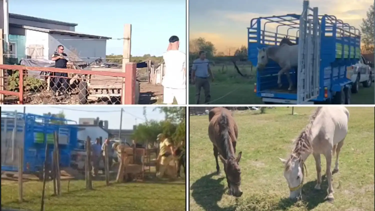 Nuevos casos de maltrato animal profundizan la preocupación en la ciudad: secuestraron ovejas, caballos y un chancho