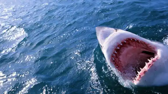 Tiburón tigre ataca en plena filmación de Netflix