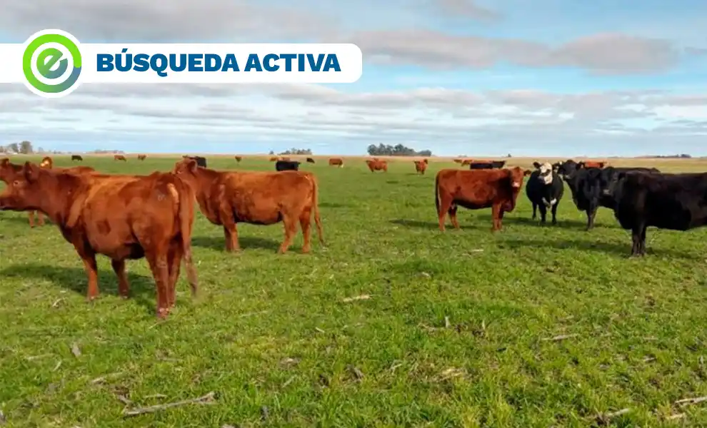 Se busca matrimonio para cuidado de campo en zona de Tandil