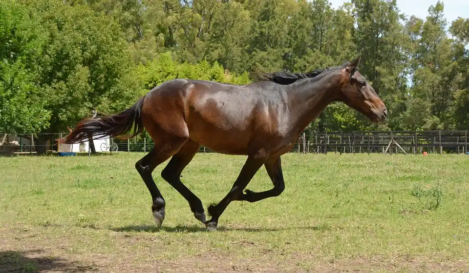 Qué pasa en Tandil con la enfermedad de los caballos