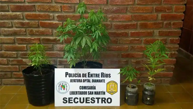 Fueron a un domicilio por ruidos molestos y hallaron plantas de marihuana