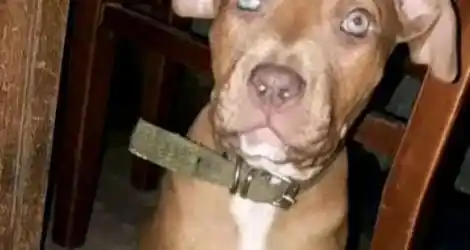 Perro perdido
