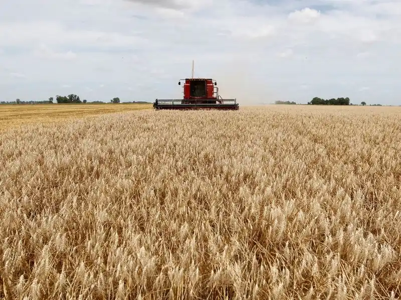 La cosecha fina del 2025 deja mucho trigo, buen rinde y pérdida de proteína