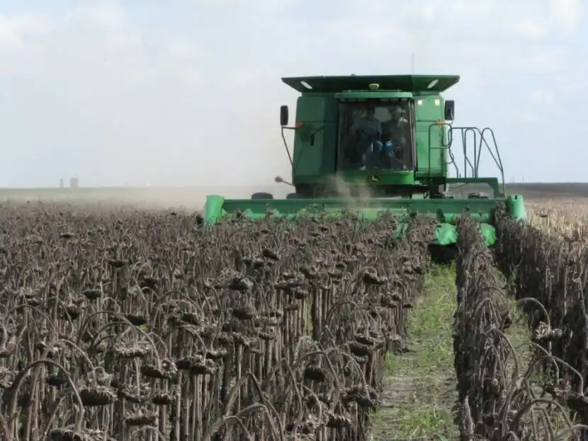 El girasol es el único cultivo que aumentó su producción esta campaña.