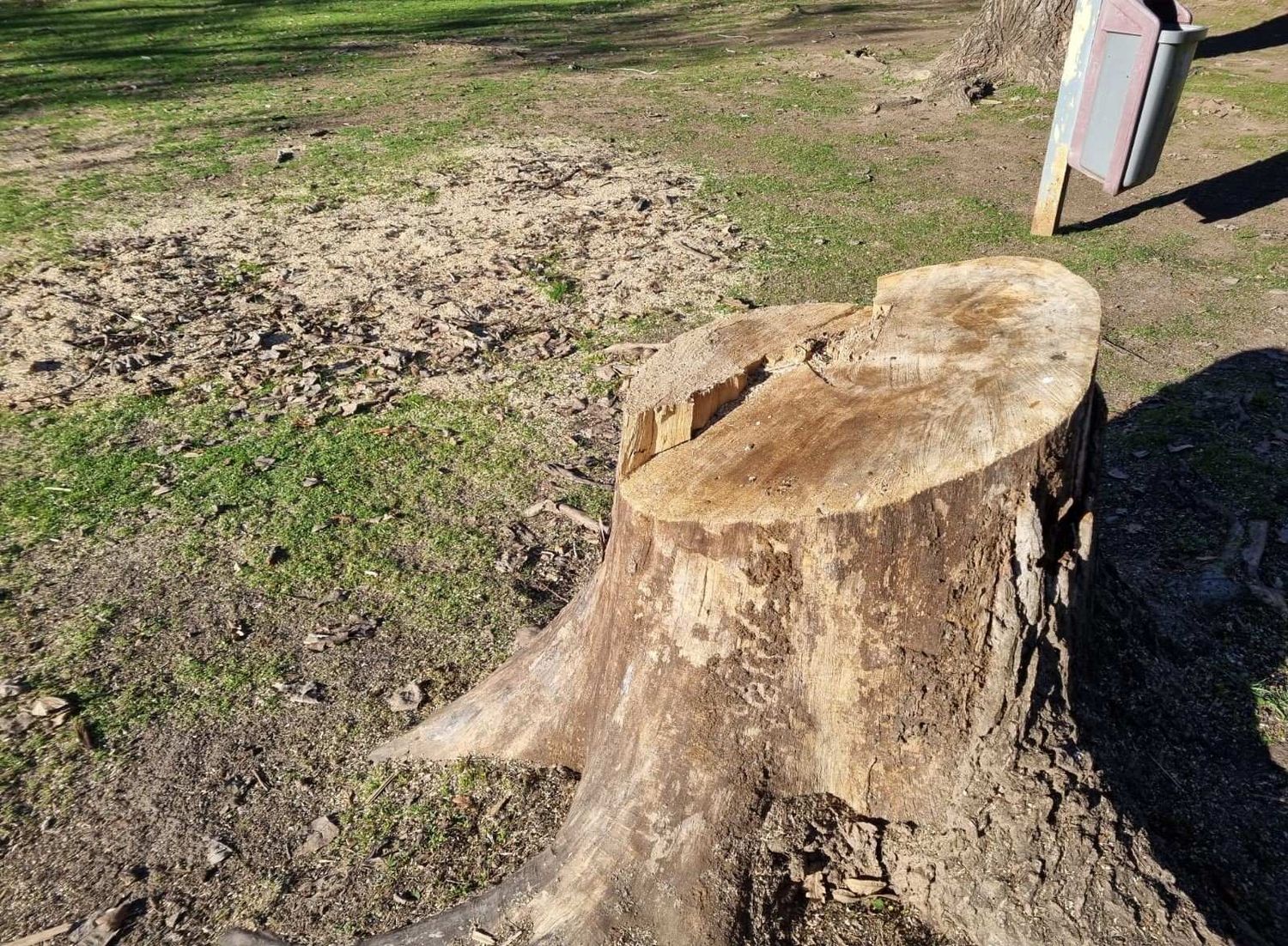 Por qué cortan, talan y mutilan árboles sin planificar, cuidar, preservar o reemplazar en el Paseo Público