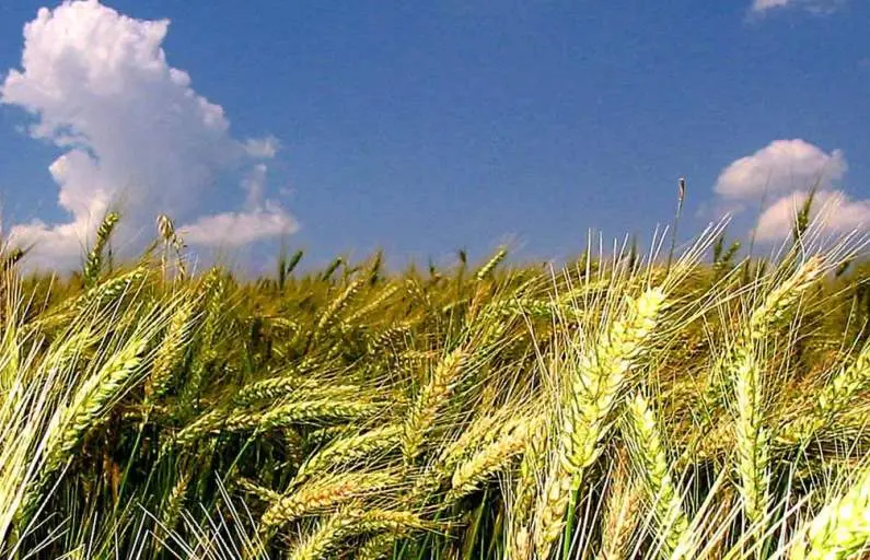 Brasil continuará comprando trigo argentino: Una gran parte es de la Provincia de Buenos Aires