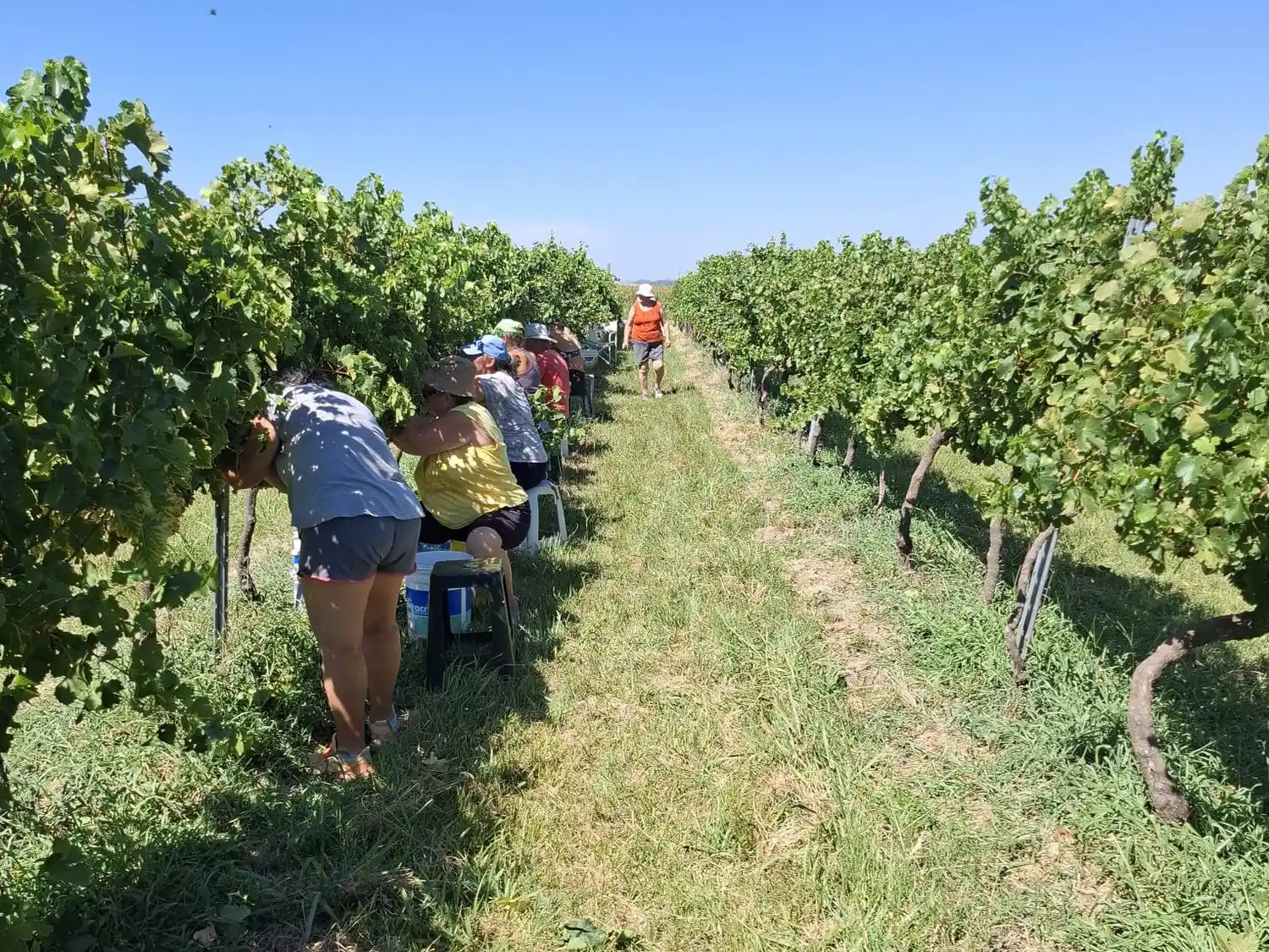 Aldea Jacobi celebró una nueva vendimia con espíritu de comunidad y tradición