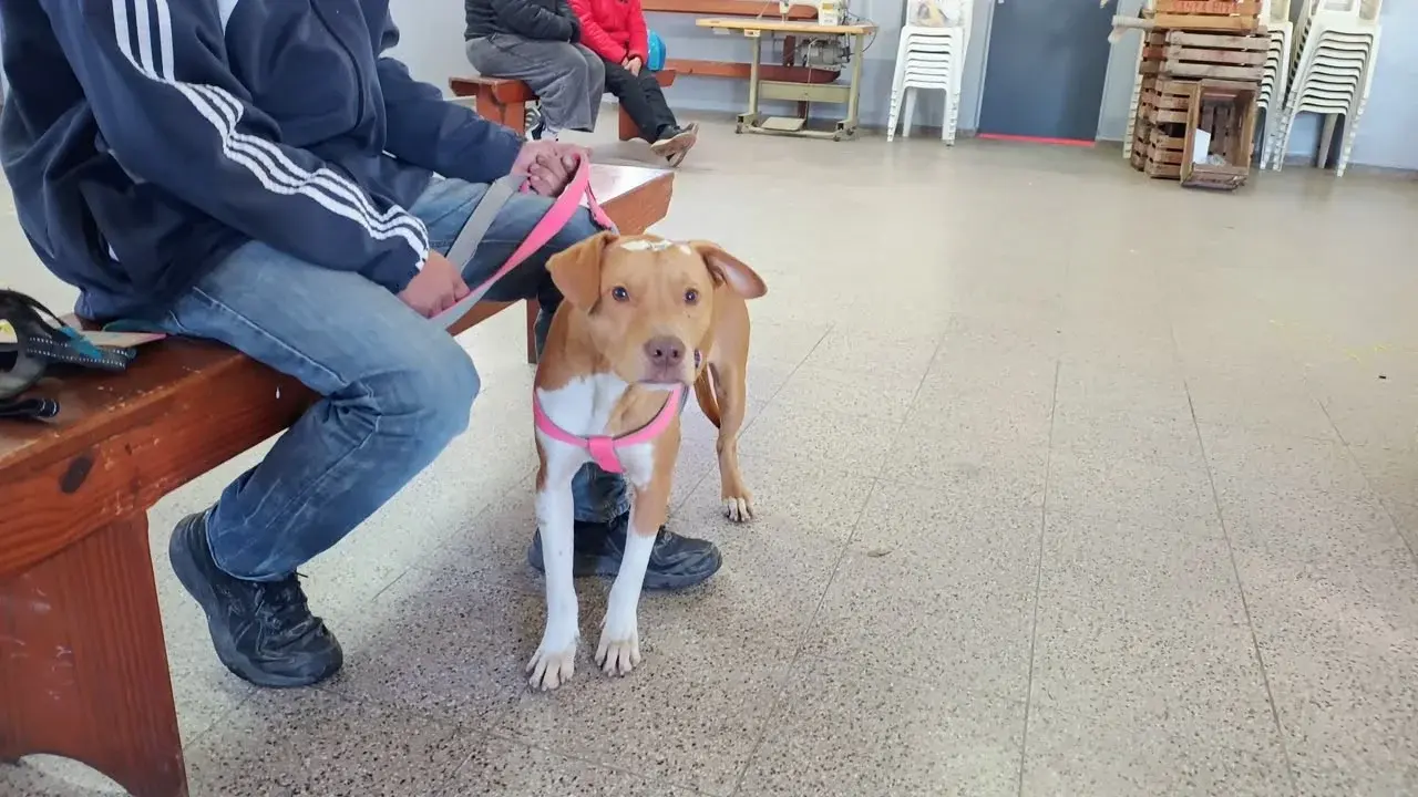 Sigue el recorrido de las castraciones gratuitas en Rafaela: la próxima semana visitarán dos barrios en simultáneo
