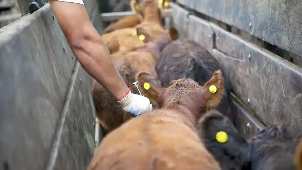 La vacunación contra la fiebre aftosa en la mira.