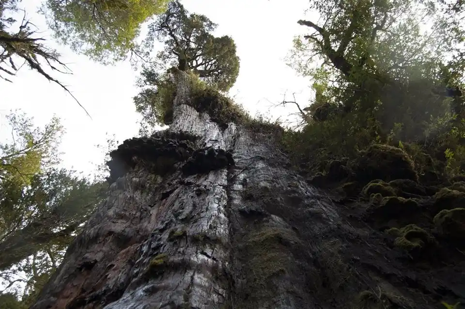 Hallan el árbol más antiguo del mundo en Chile