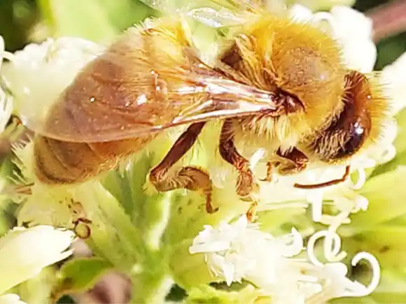 Las abejas contribuyen a la producción del 75 por ciento de los alimentos