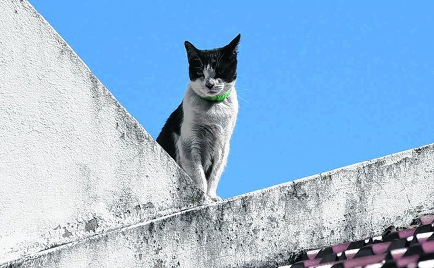 Una gata heroína salvó a su dueño de morir en un incendio