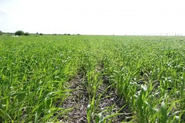 Las lluvias paralizaron las labores de siembra de trigo en Entre Ríos
