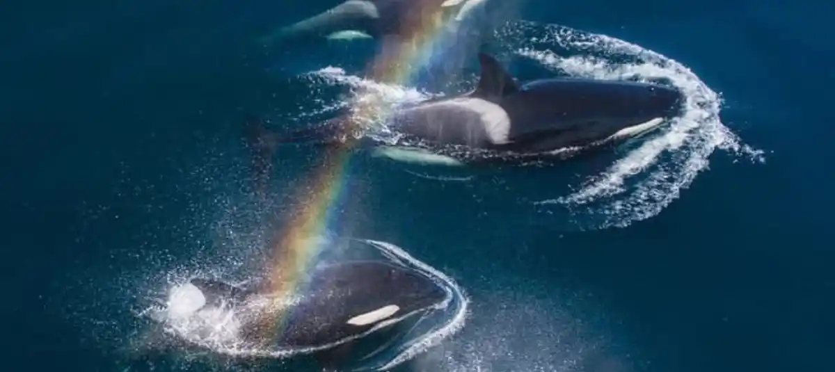 Impresionante instante