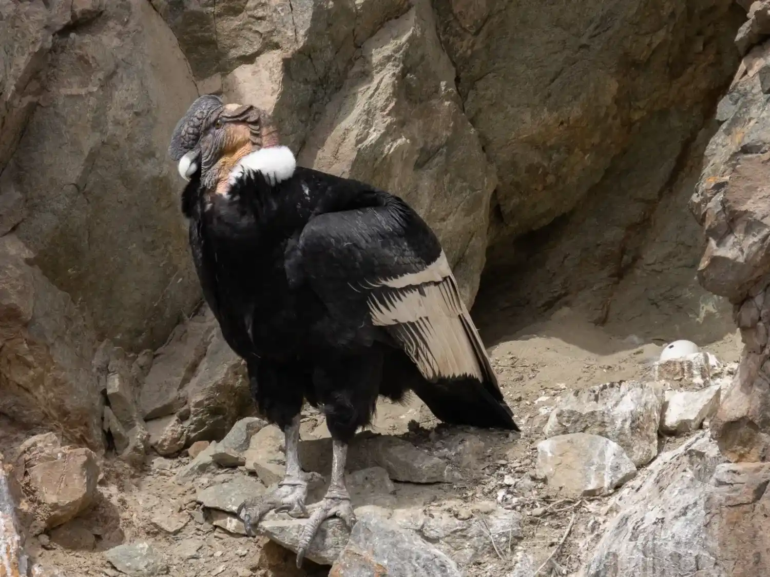 El caso generó especial atención debido al reciente nacimiento de un pichón de cóndor en el Parque Provincial Tupungato.
