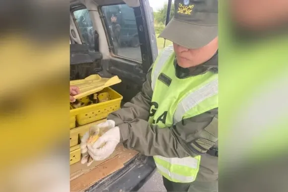 Insólito: lo frenaron en un control de tránsito y descubrieron que viajaba con 150 patos en el baúl