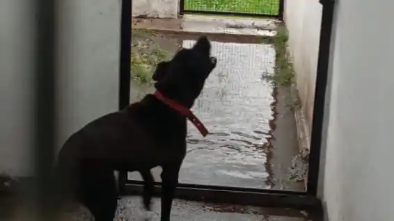 Mascotandil denunció el pésimo estado de los caniles en el predio de Bromatología