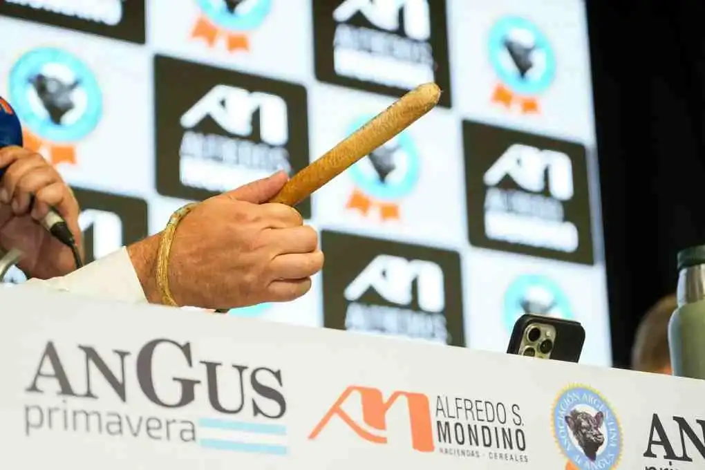 angus primavera mondino - 1
