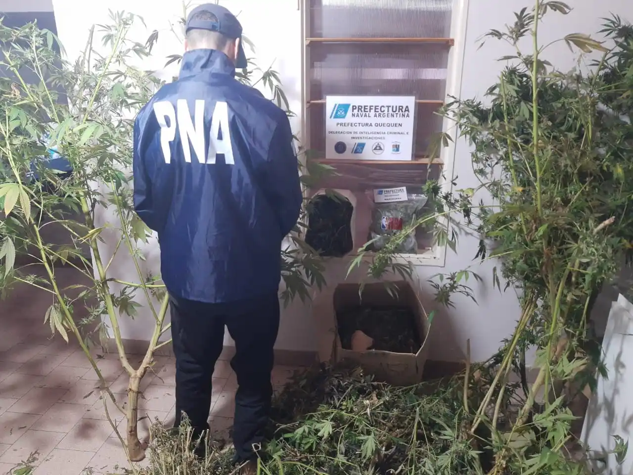 Los agentes de Prefectura incautaron plantas de marihuana en uno de los allanamientos