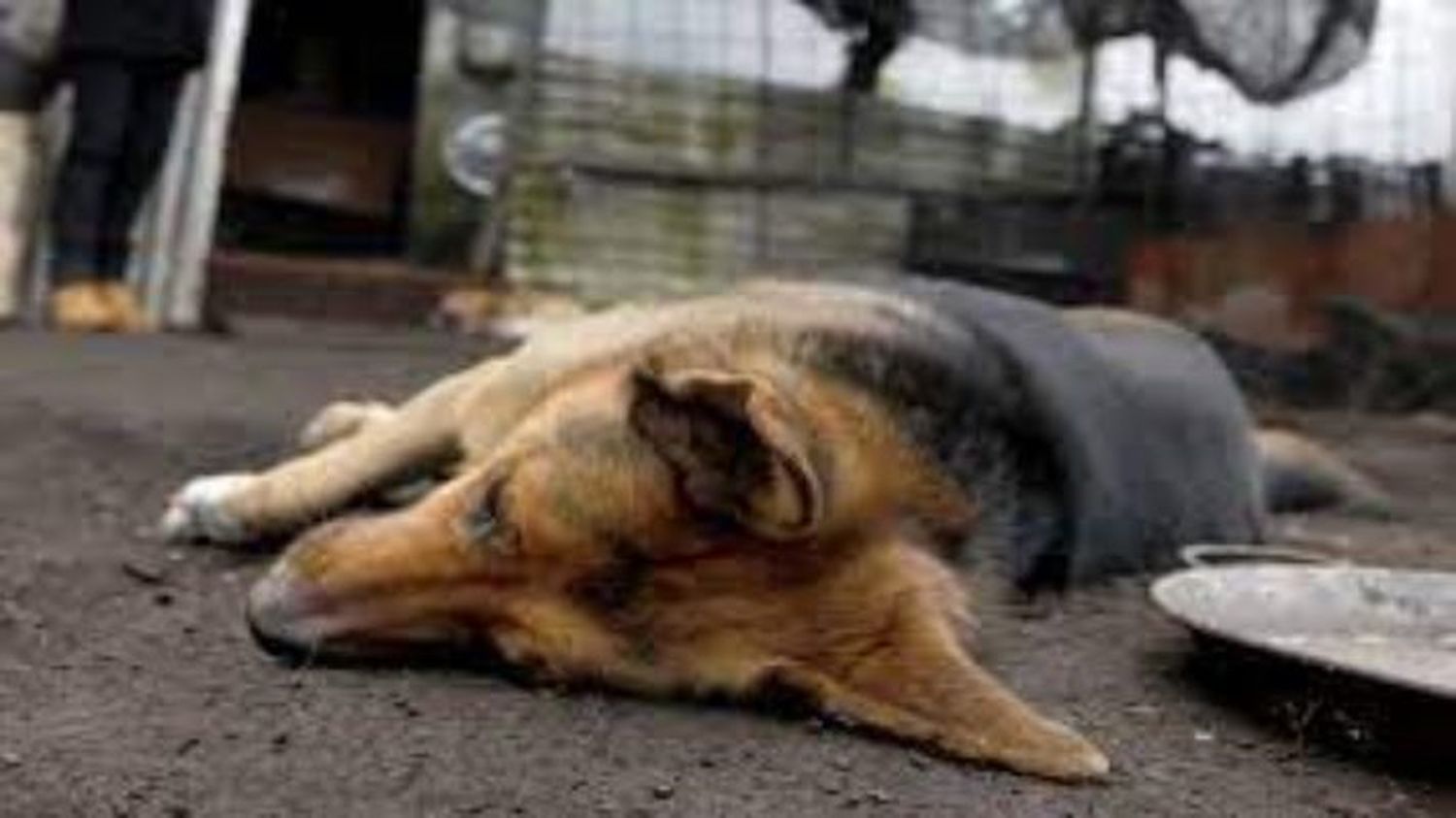 Fiscal de Maduro ordena investigar envenenamiento de mascotas en urbanización de Carabobo