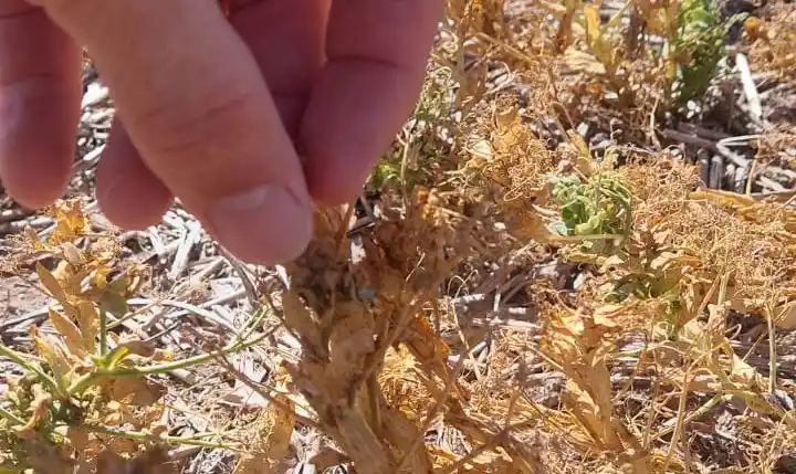 Sequía: San Pedro, incluida entre las zonas alcanzadas por la emergencia agropecuaria nacional