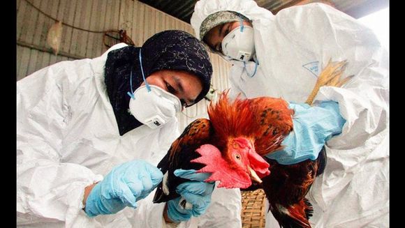 Se detectó en Puán un caso de gripe aviar