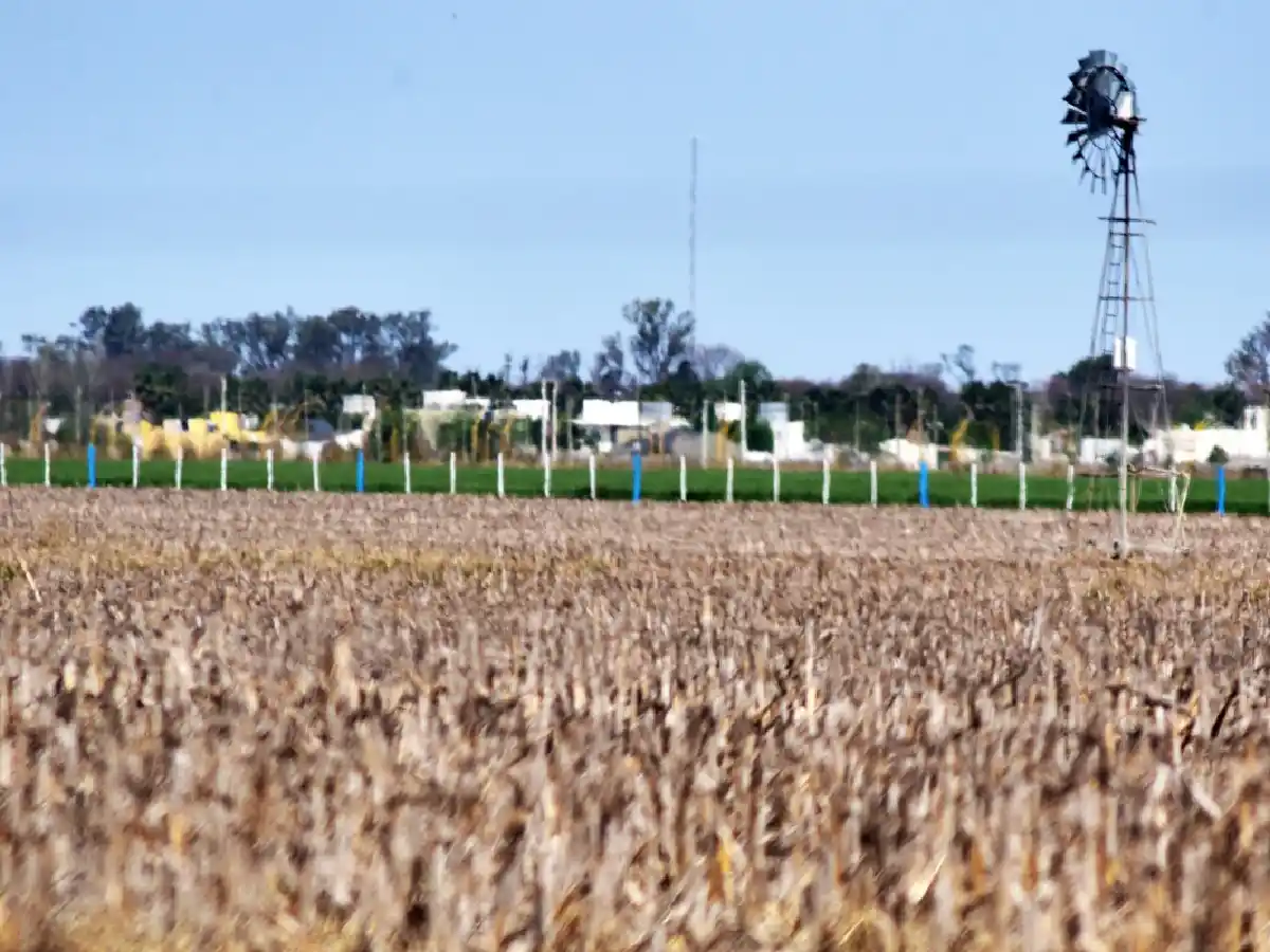 Alquileres agrícolas: San Justo pagó medio quintal menos que el año pasado          
