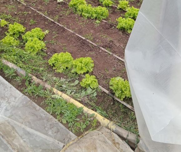 Otra vez entraron los ladrones a romper los invernáculos de Paulino y vendieron la lechuga