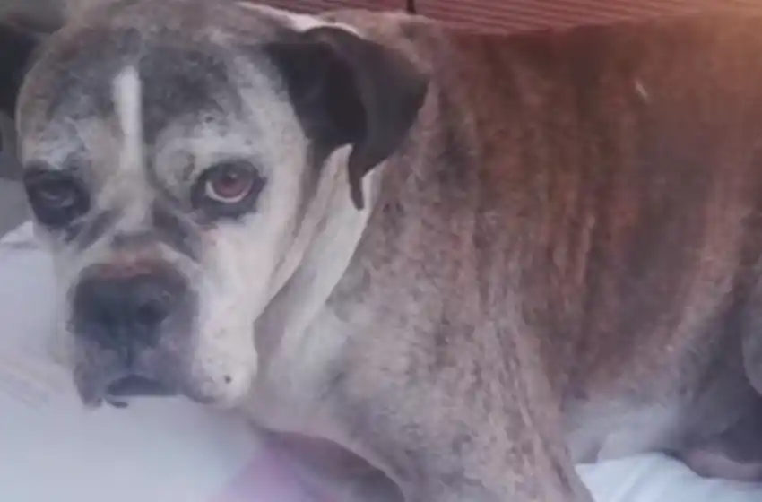 Un perrito necesita ayuda para ser operado luego de que lo atropellaran