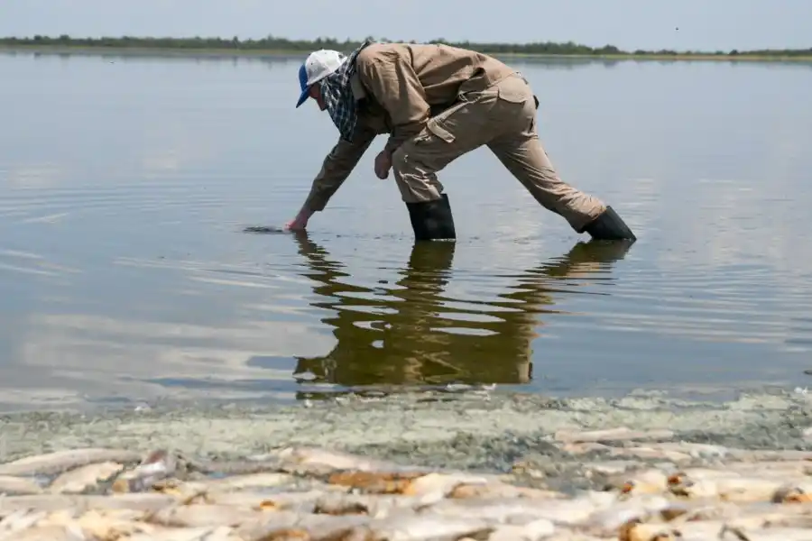 Analizan la mortandad de peces en la Laguna del Plata en Vera y Pintado