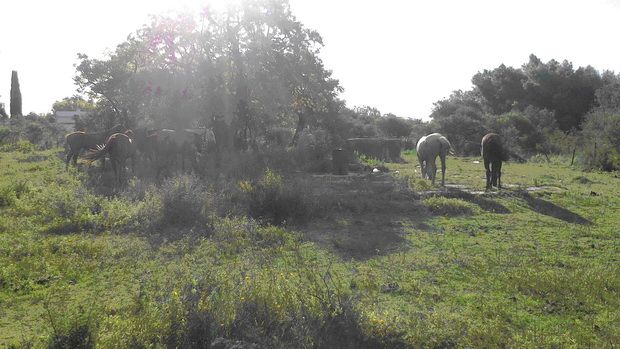 Continúan con los operativos por delitos en ámbito rural