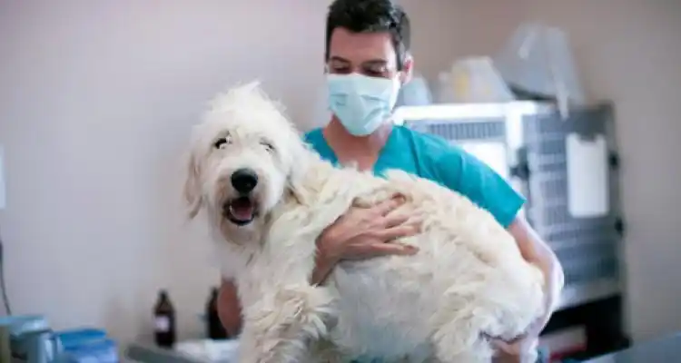 Coronavirus: Recomendaciones para el contacto con animales