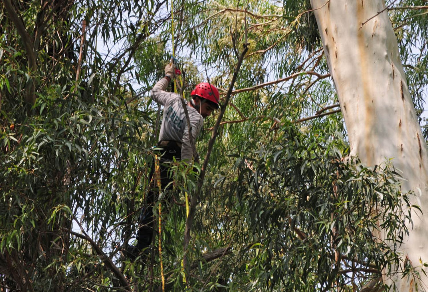 Mediante arboricultura, realizan poda a gran altura de árboles añejos en la zona del Lago del Fuerte