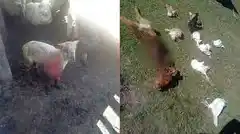 Perros cimarrones mataron varios animales: acumula pérdidas por más de $200.000